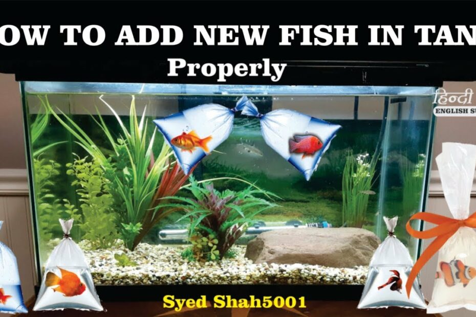 How To Add New Fish In Tank How To Introduce New Fish In Tank - Youtube