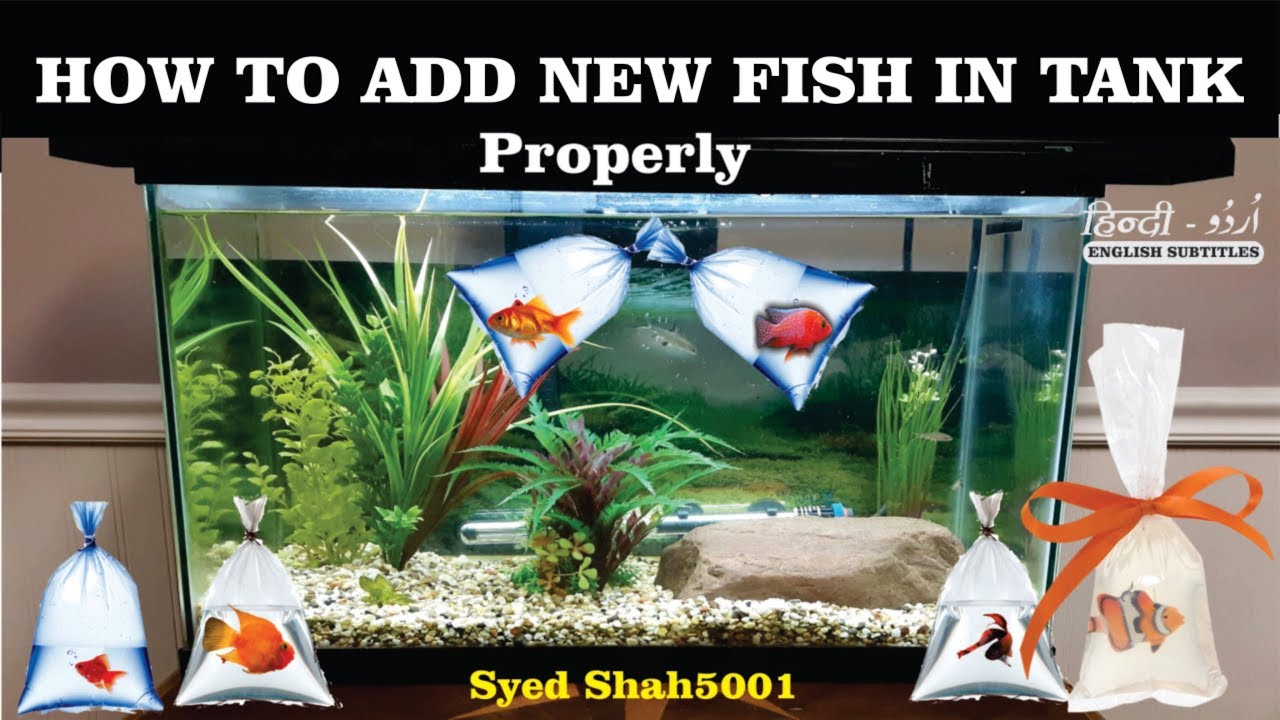 How To Add New Fish In Tank How To Introduce New Fish In Tank - Youtube