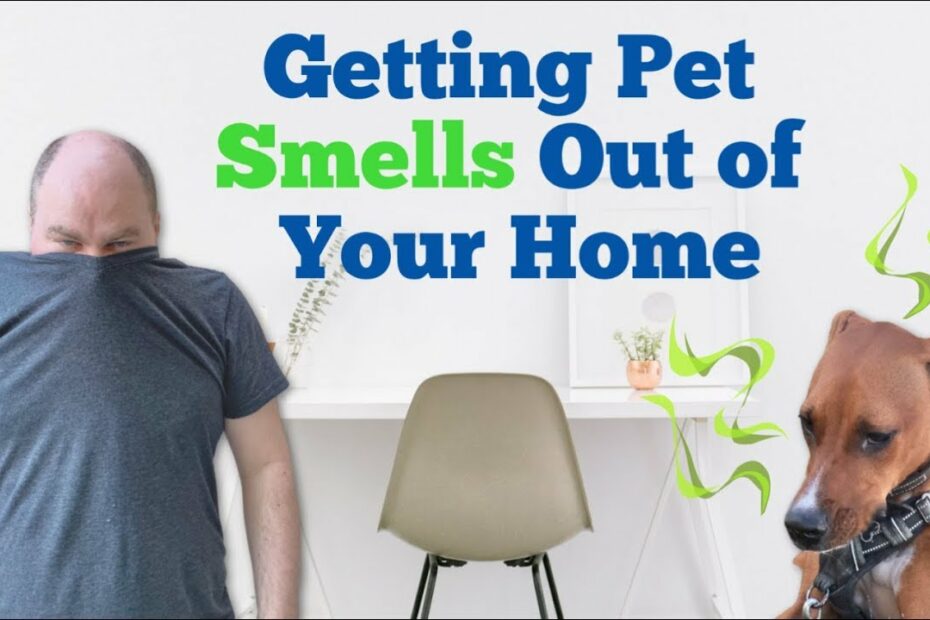 How To Get Rid Of Pet Smells In A House - Youtube