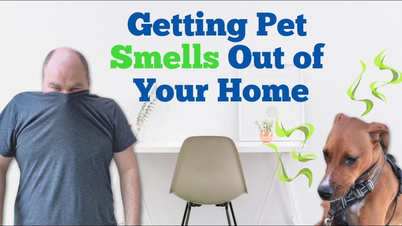 How To Get Rid Of Pet Smells In A House - Youtube