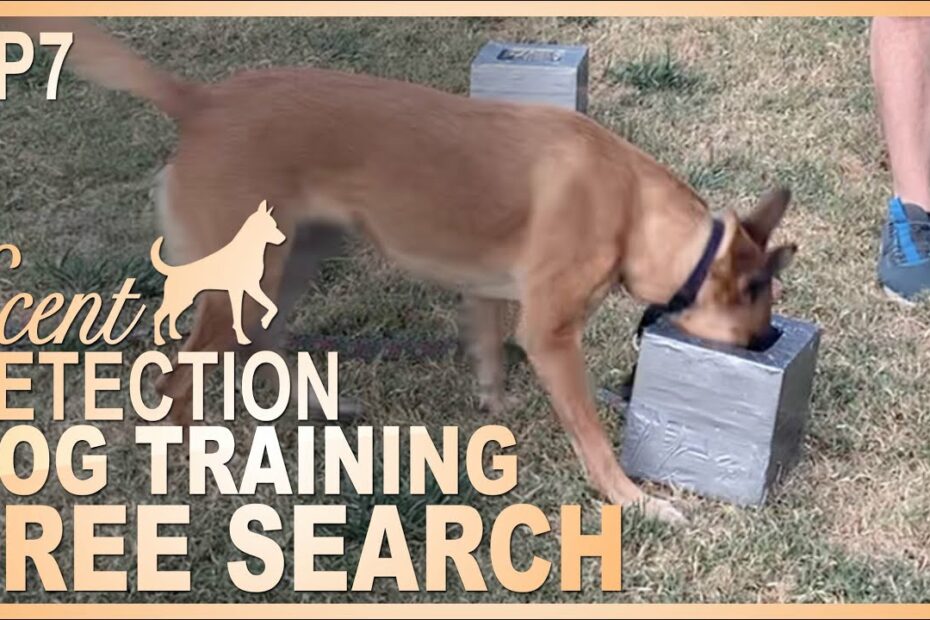 How To Teach Your Dog To Search Independently! Episode 7 - Youtube