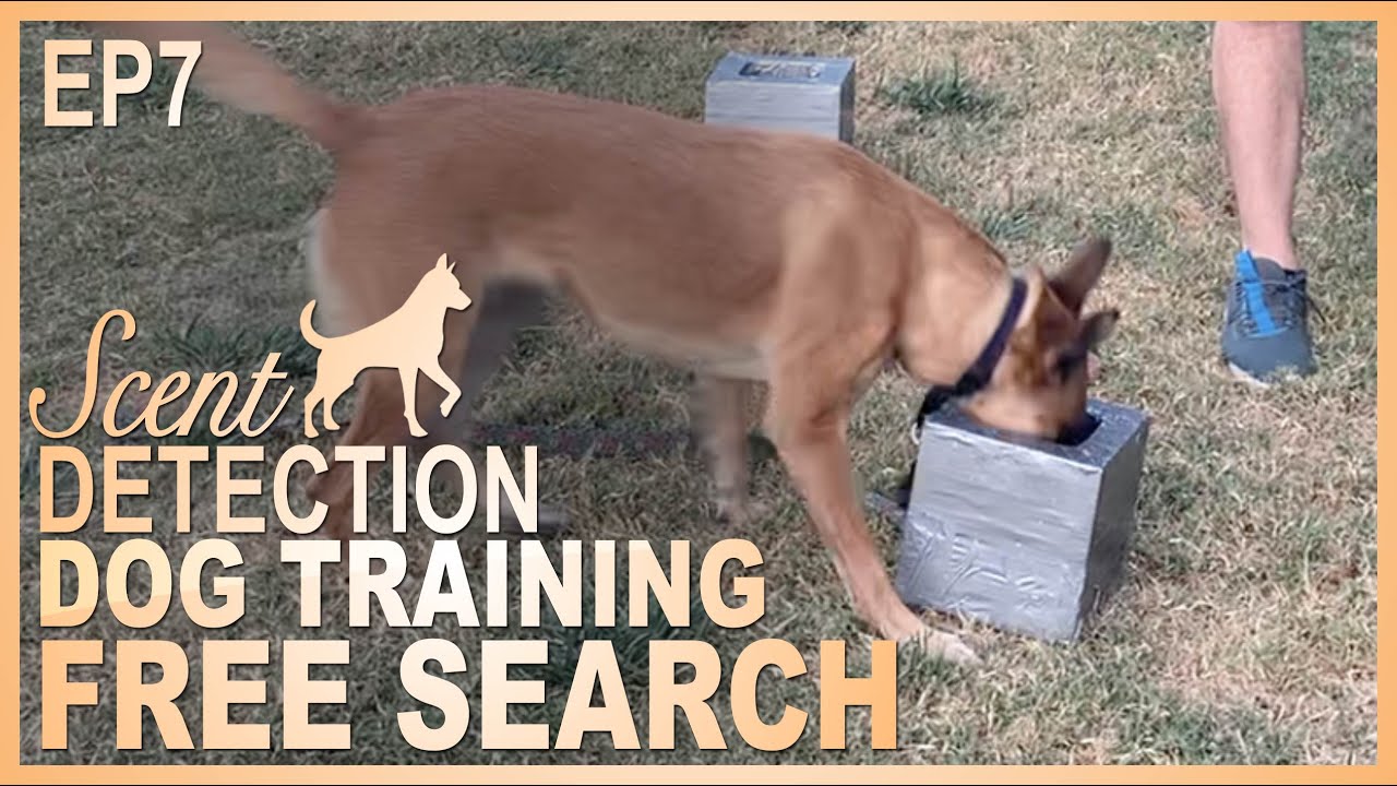 How To Teach Your Dog To Search Independently! Episode 7 - Youtube