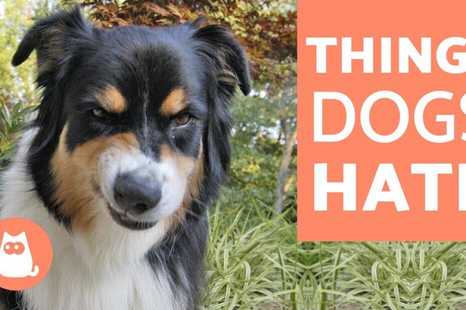 Top 10 Smells Dogs Hate - Discover Them!