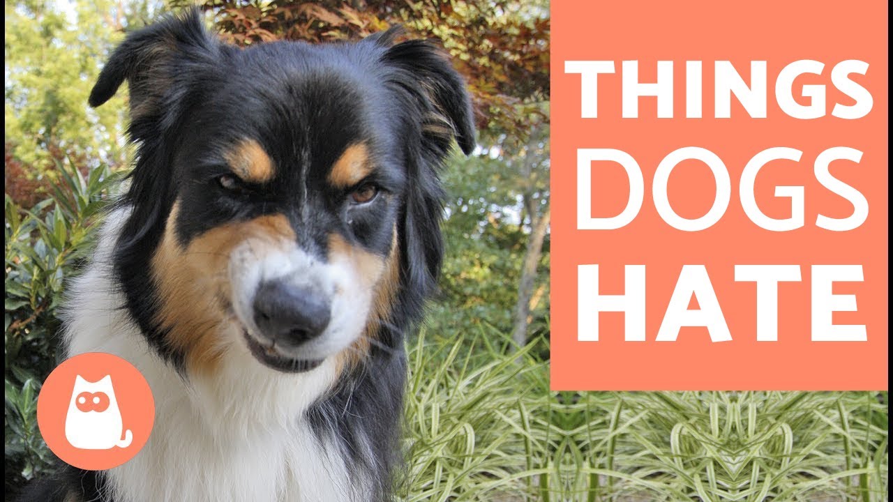 Top 10 Smells Dogs Hate - Discover Them!