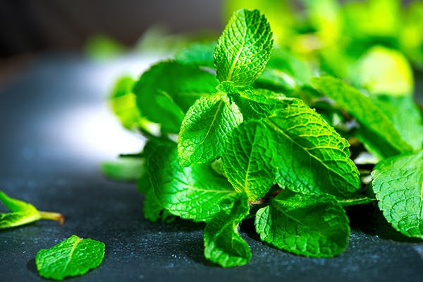 Mint Poisoning In Dogs - Signs, Causes, Diagnosis, Treatment, Recovery,  Management, Cost