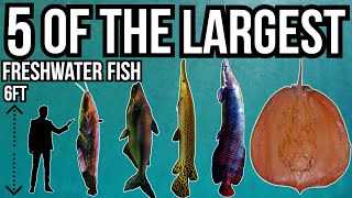 5 Of The Largest Freshwater Fish In The World - Youtube