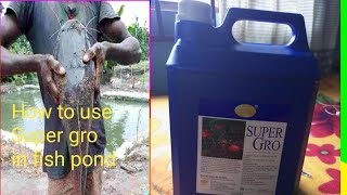 Update On Fish Farm /How To Apply Super Gro In Fish Pond - Youtube