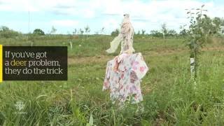 Farmer Uses Scarecrows To Keep The Deer Away - Youtube