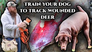 Training Dog To Track Wounded Deer: Bring Out Their Natural Ability! -  Youtube