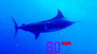 Black Marlin: The Fastest Fish On The Planet | Ultimate Killers | Bbc Earth  - Youtube