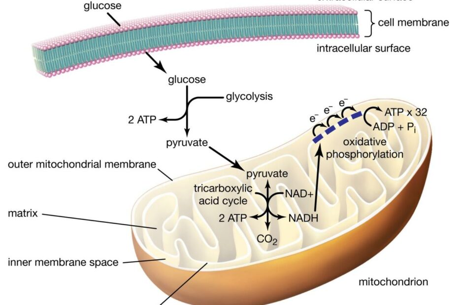 Cellular Respiration | Definition, Equation, Cycle, Process, Reactants, &  Products | Britannica