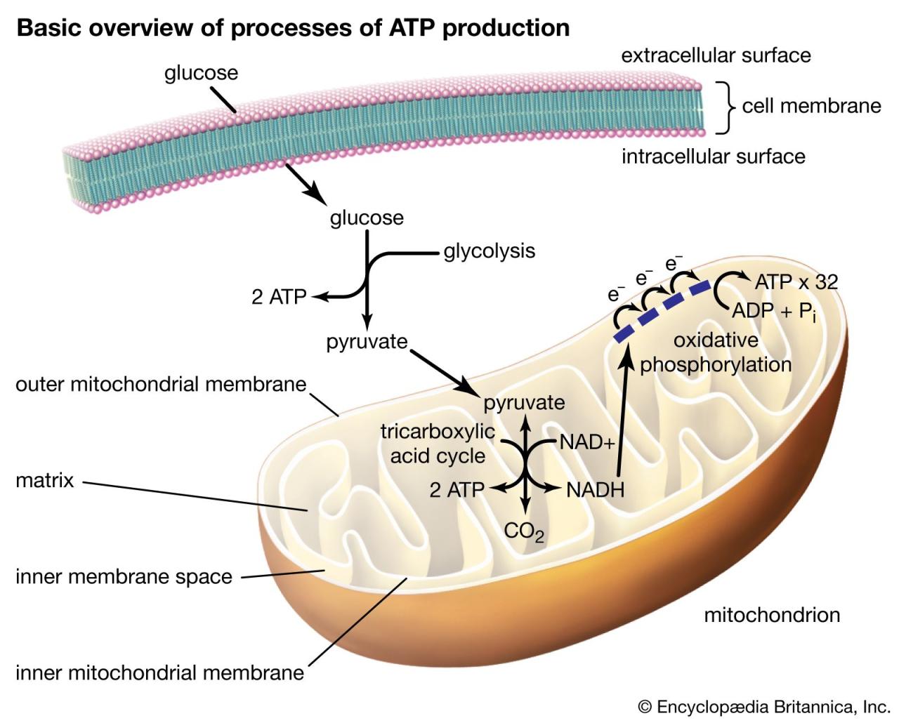 Cellular Respiration | Definition, Equation, Cycle, Process, Reactants, &  Products | Britannica