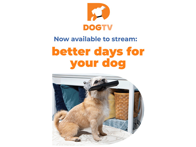 Dogtv: Lifetime Subscription | Macworld