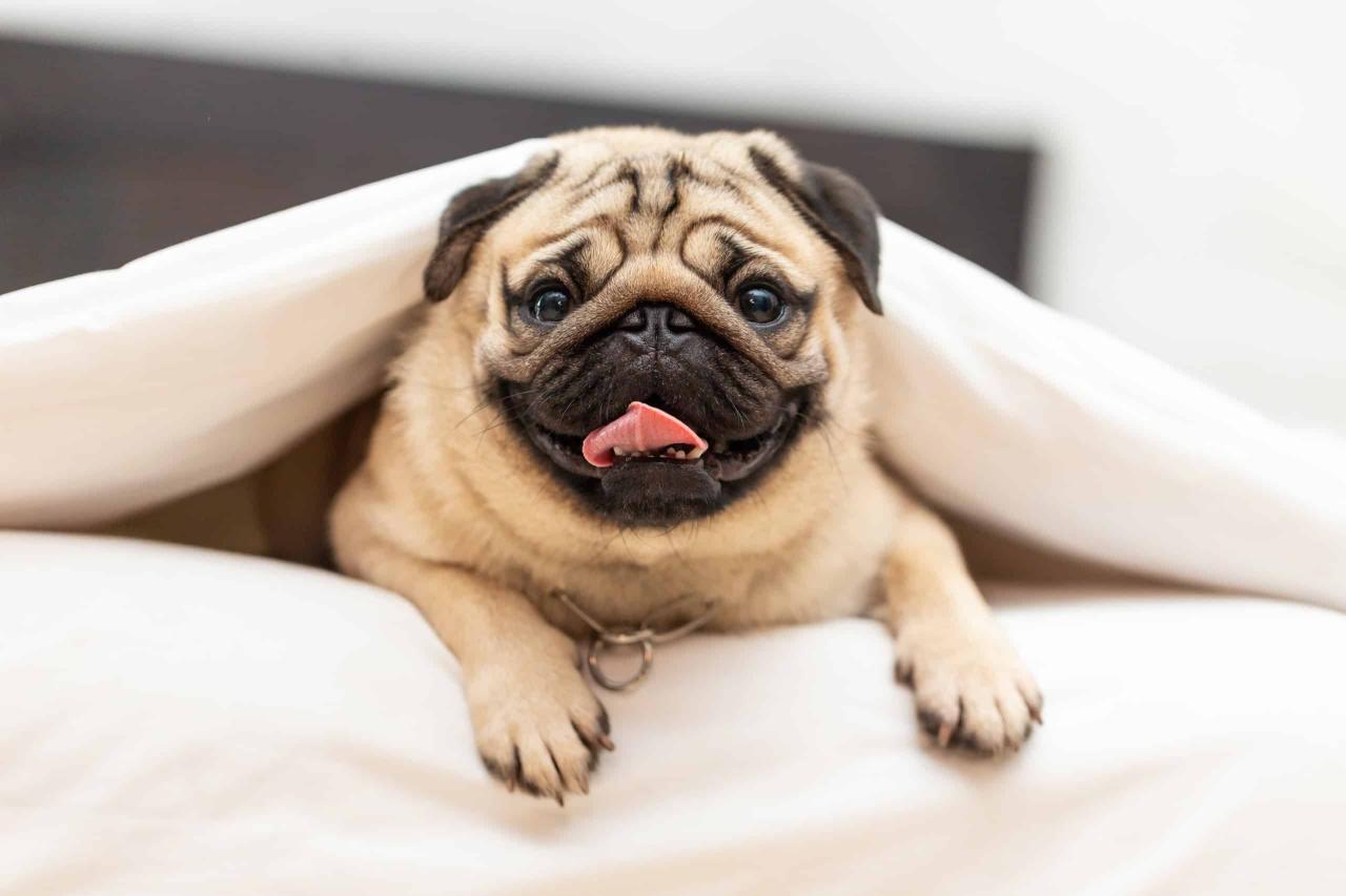 The Top 10 Reasons Pugs Are The Perfect Family Dog - Az Animals