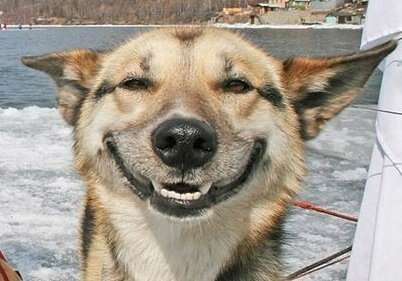 Do Dogs Really Smile? - The Dodo