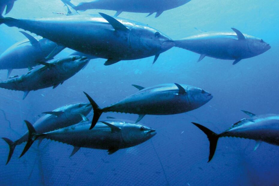 Understanding Bluefin Tuna - Gulf Of Maine Research Institute