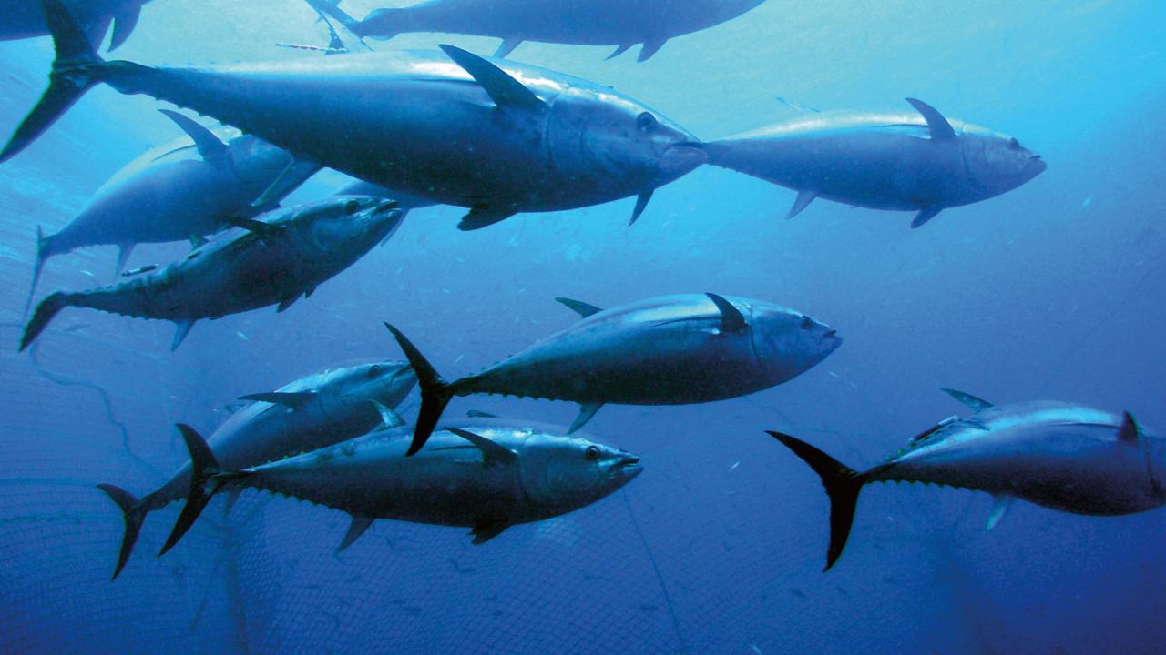 Understanding Bluefin Tuna - Gulf Of Maine Research Institute