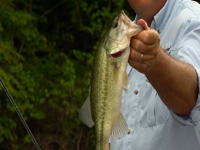 Fishing Nolin Lake For White Bass And Largemouth - Youtube