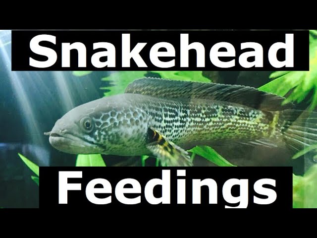 Snakehead Feeding Compilation - Youtube