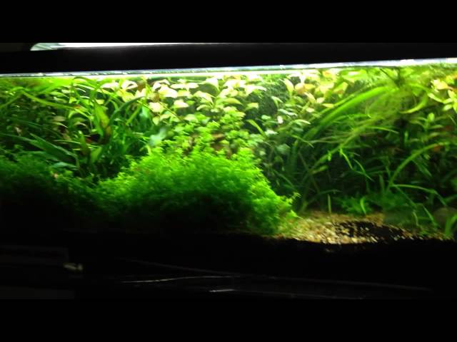 Can You Have Too Many Plants In Your Aquarium? - Youtube