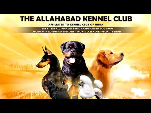 Rottweiler Speciality In Allahabad Kennel Club Dog Show | Rottweiler Dog  Show In India | Doggyzlife - Youtube