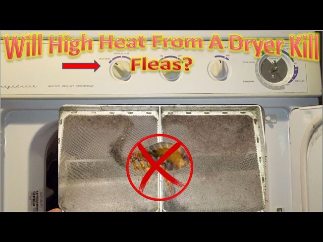What Happens If You Put Flea Infested Clothes In The Dryer? | How To Treat  Fleas Experiment - Youtube