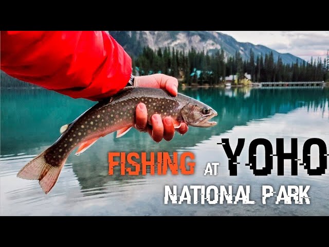 Catching Wild Trout At Yoho National Park. Wonderful Views And Diamond  Clear Water. Bulls Or Brooky? - Youtube