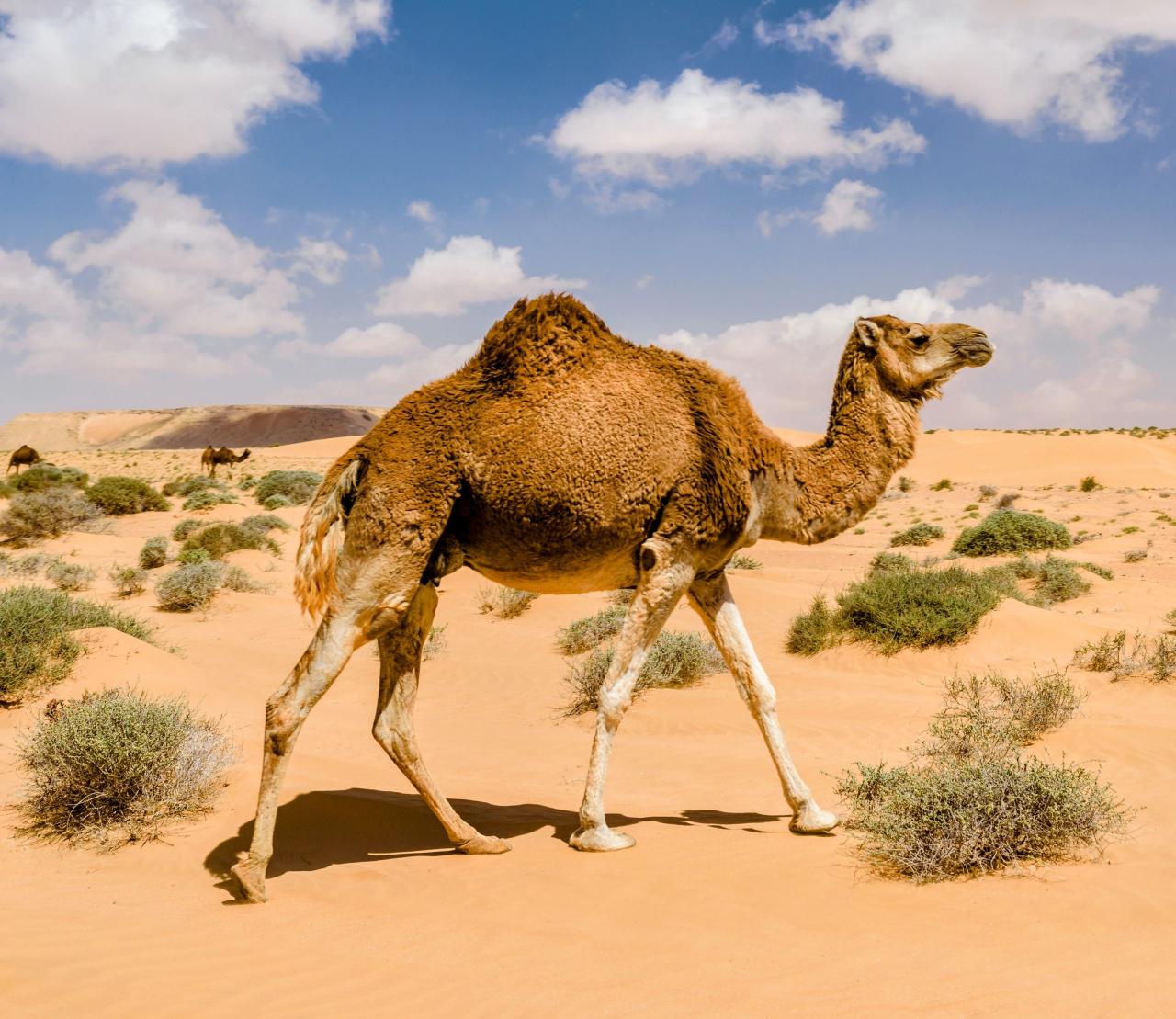 How Do Arabian Camels Survive For Weeks Without Water? • Earth.Com