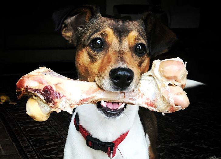 What Bones Can Dogs Eat? It'S A Little More Complicated Than You Thought