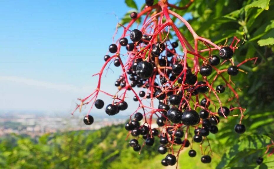 10 Tasty Wild Berries To Try (And 8 Poisonous Ones To Avoid)