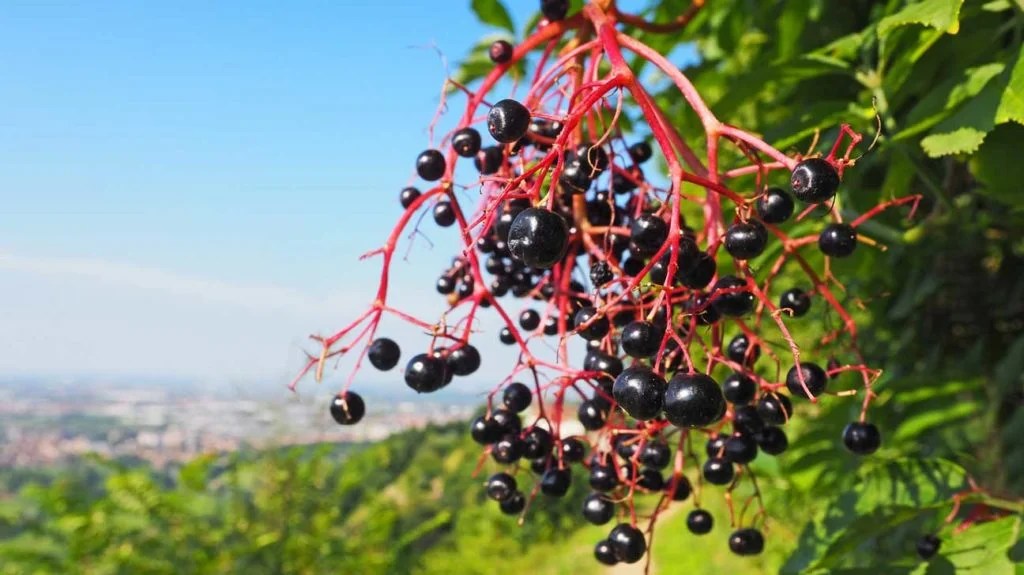 10 Tasty Wild Berries To Try (And 8 Poisonous Ones To Avoid)