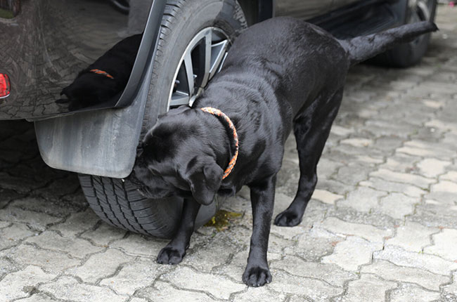 Will Dog Urine Damage Your Car'S Wheels And Tires? | Autodeal