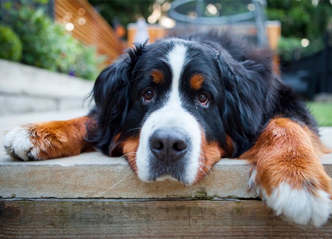 35 Working Dog Breeds That Are As Strong As They Are Cuddly - Purewow