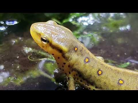Newt and Salamander Food!  Food for Aquatic Newts and Salamanders