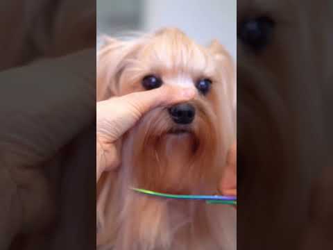 Yorkshire terrier scissor grooming ✂️❤️🐶