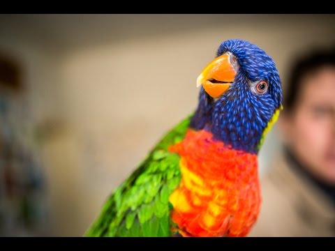 Maak kennis met de lori van de blauwe bergen