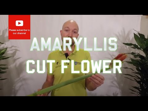 Tips and tricks Amaryllis Cut Flower