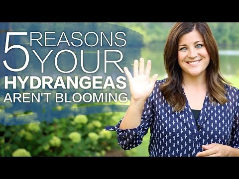 Why Isn't My Hydrangea Blooming? // Garden Answer