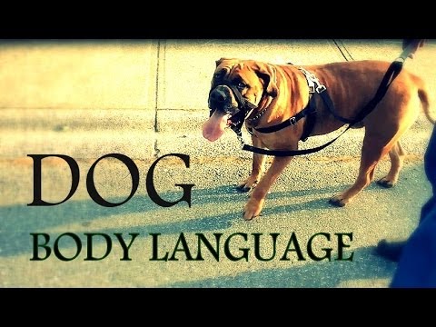 Understanding Dog Body Language - Learn how to read dogs behavior better