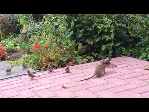 Vroege Vogels - Strijd tussen mus, muis en rat