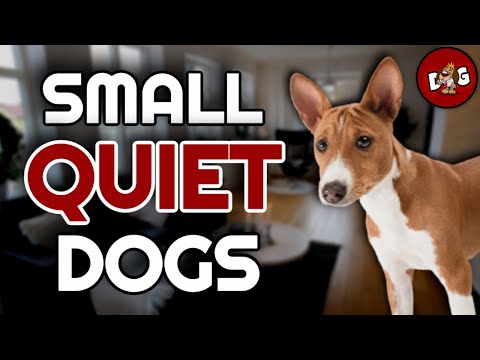 Top 10 Small Dog Breeds That Don't Bark... Much 📢