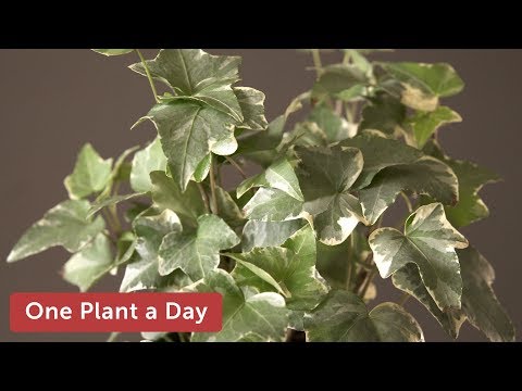 Hedera helix 'Variegata' (English Ivy) Houseplant Care — 243 of 365