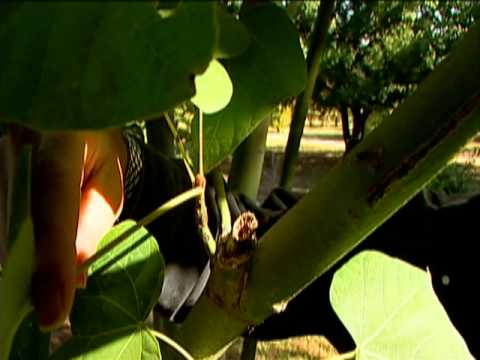 The Parasol Tree