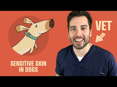 Sensitive Skin In Dogs - Symptoms, Treatment, Diet, And More | Vet Explains