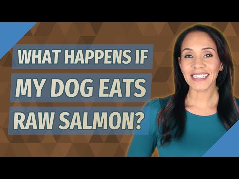 What happens if my dog eats raw salmon?