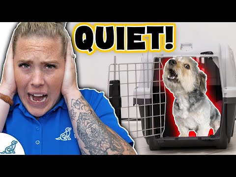 Stop Your Dog From Whining In Their Crate