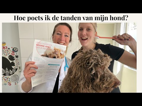 Hoe poets ik de tanden bij mijn hond? | Instructievideo