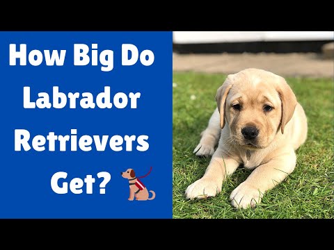 How Big Do Labrador Dogs Get? | Labrador Retriever Size |