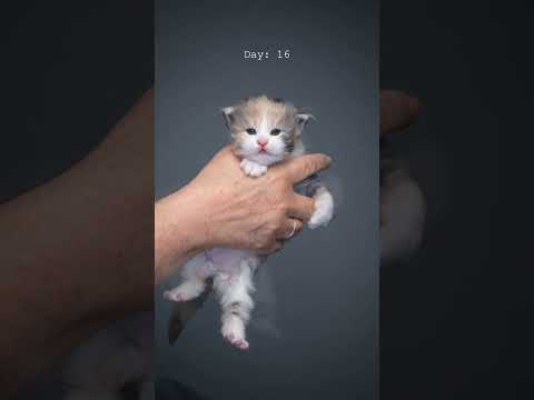 Maine Coon kitten growing up 📈 #furryfritz #catographer #kitten #cat #mainecoon #catphotography